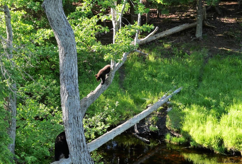 New Brunswick Road Trip: Unforgettable Bear Safaris, National Parks, and Bay of Fundy Marvels
