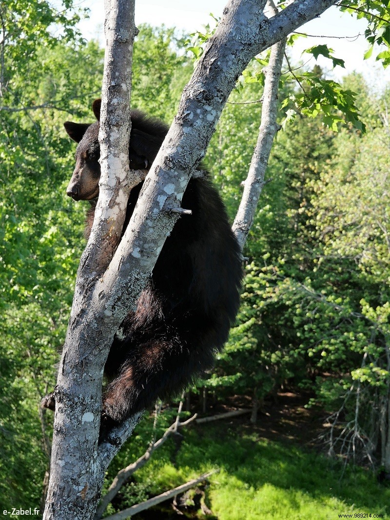 New Brunswick Road Trip: Unforgettable Bear Safaris, National Parks, and Bay of Fundy Marvels