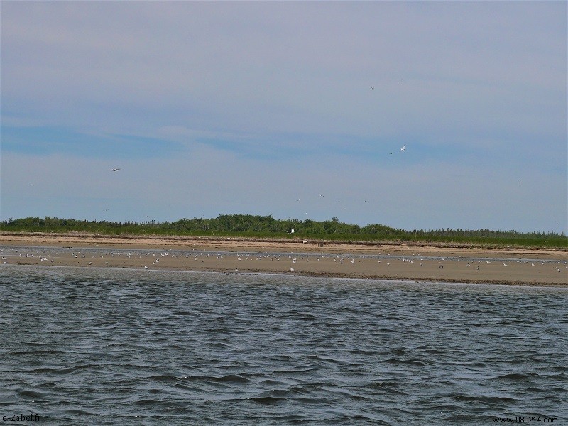 New Brunswick Road Trip: Unforgettable Bear Safaris, National Parks, and Bay of Fundy Marvels