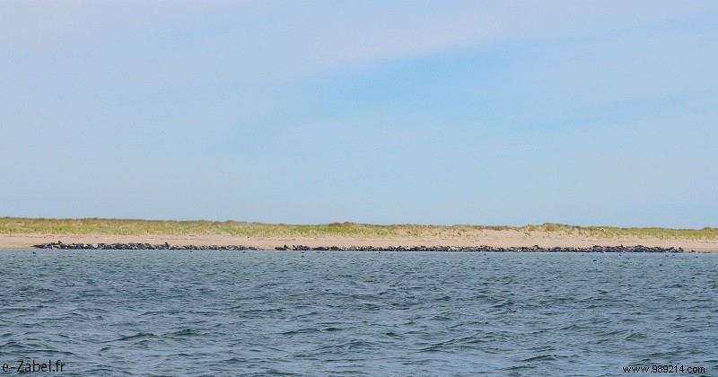 New Brunswick Road Trip: Unforgettable Bear Safaris, National Parks, and Bay of Fundy Marvels