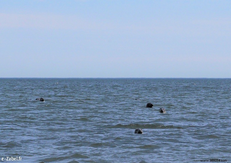 New Brunswick Road Trip: Unforgettable Bear Safaris, National Parks, and Bay of Fundy Marvels