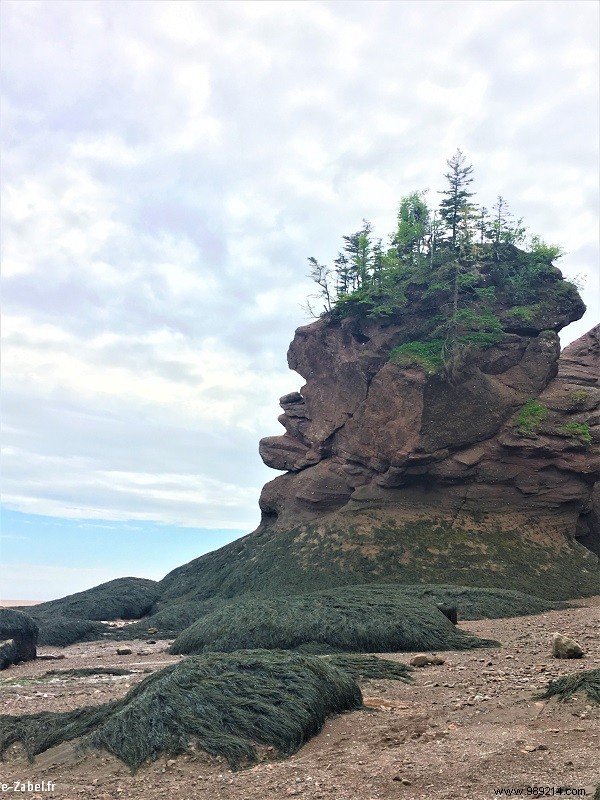 New Brunswick Road Trip: Unforgettable Bear Safaris, National Parks, and Bay of Fundy Marvels