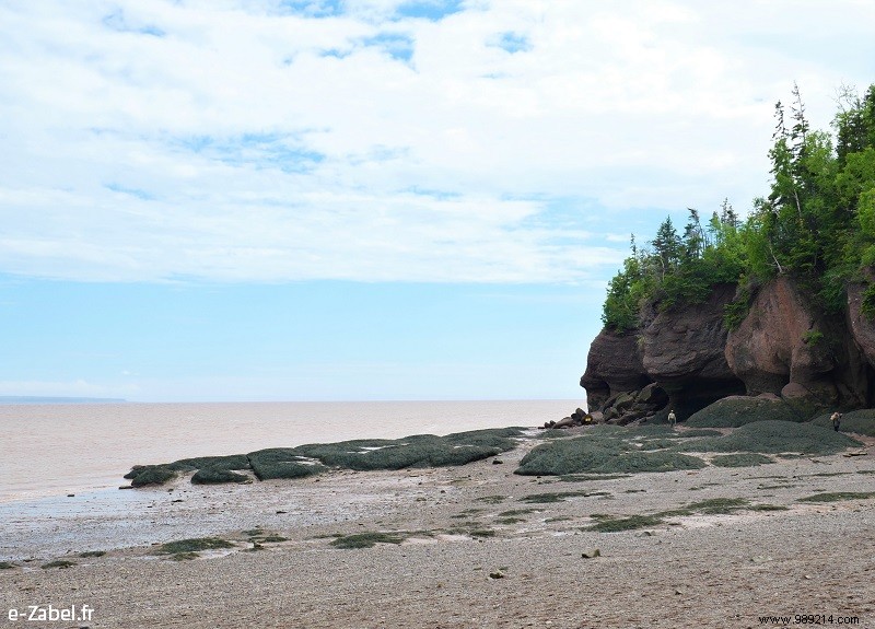 New Brunswick Road Trip: Unforgettable Bear Safaris, National Parks, and Bay of Fundy Marvels