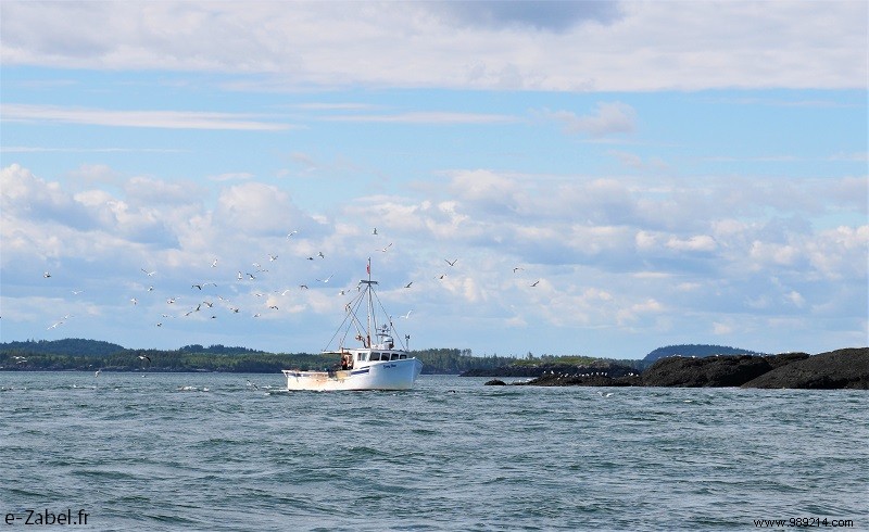 New Brunswick Road Trip: Unforgettable Bear Safaris, National Parks, and Bay of Fundy Marvels