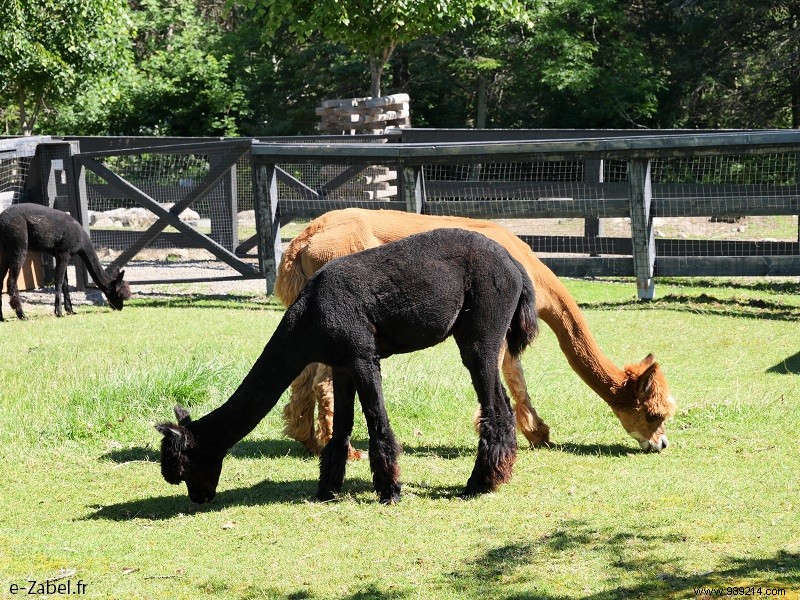 New Brunswick Road Trip: Unforgettable Bear Safaris, National Parks, and Bay of Fundy Marvels