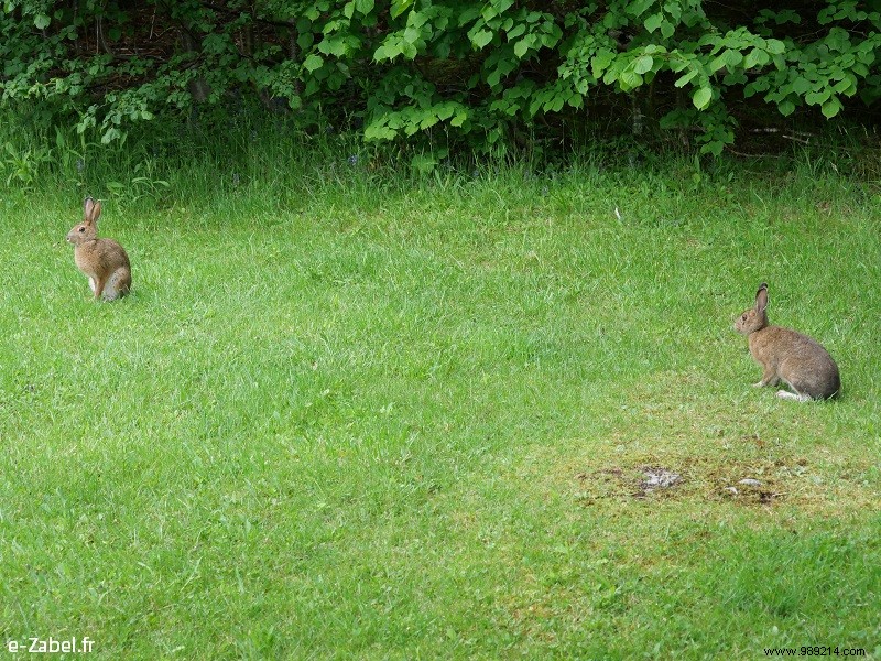 New Brunswick Road Trip: Unforgettable Bear Safaris, National Parks, and Bay of Fundy Marvels