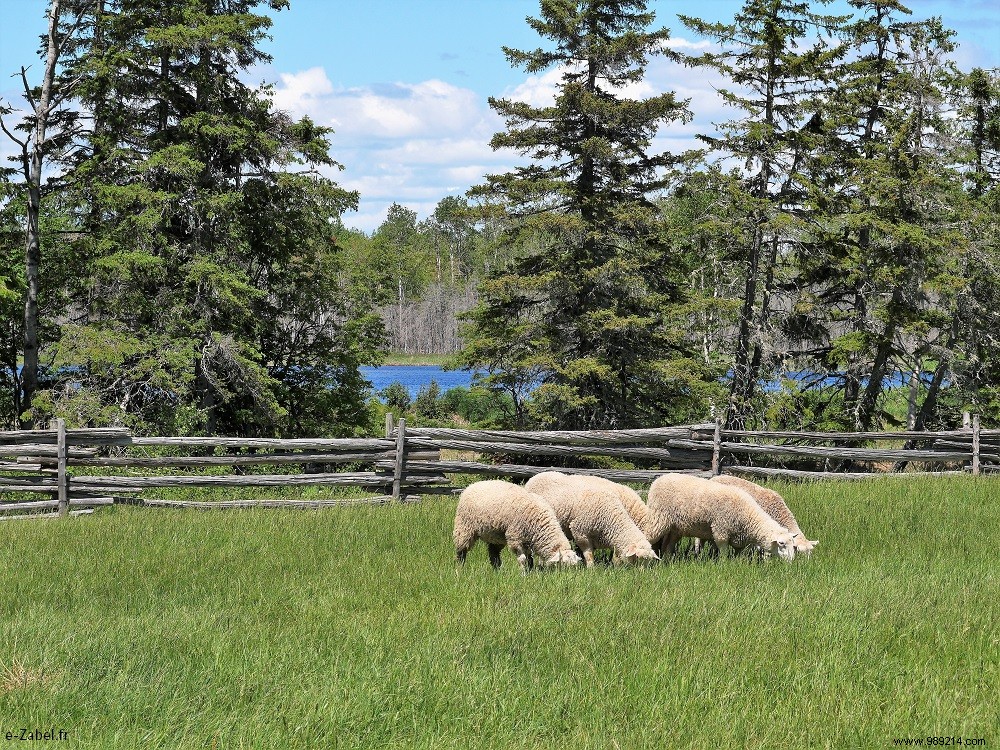 Family Adventures in Acadia: Exploring Northern New Brunswick, Canada