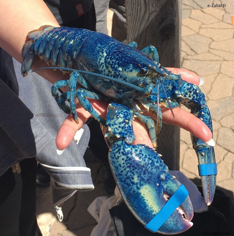 Family Adventures in Acadia: Exploring Northern New Brunswick, Canada