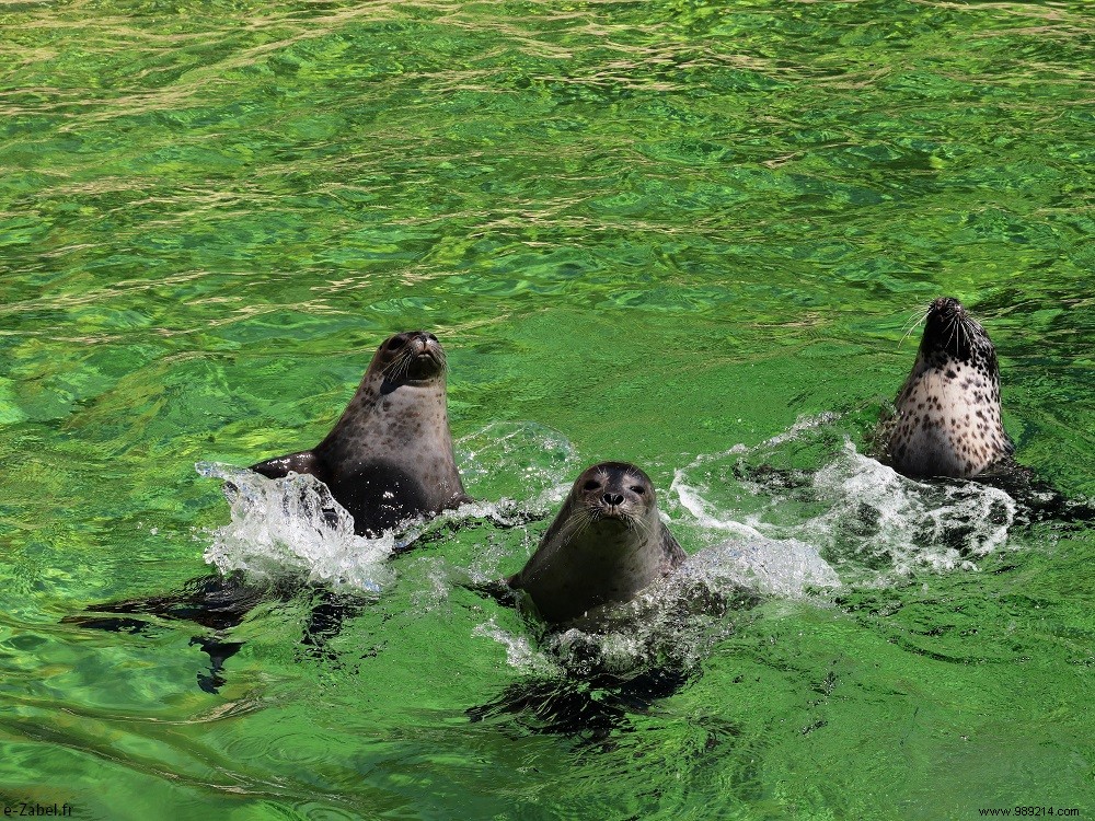 Family Adventures in Acadia: Exploring Northern New Brunswick, Canada