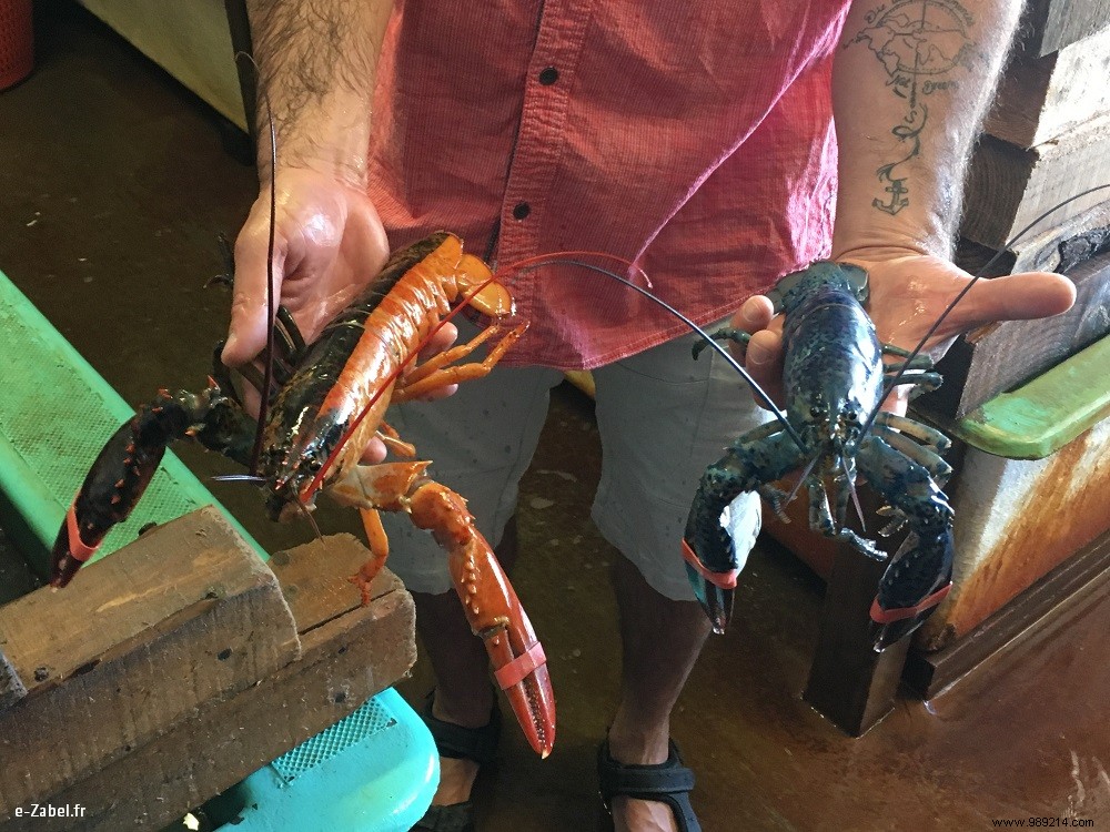 Family Adventures in Acadia: Exploring Northern New Brunswick, Canada