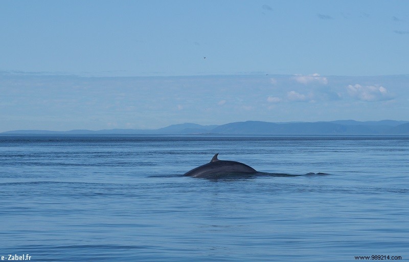 Quebec Family Road Trip Part 2: Whale Watching in Tadoussac, Saguenay Fjord, and Lac Saint-Jean