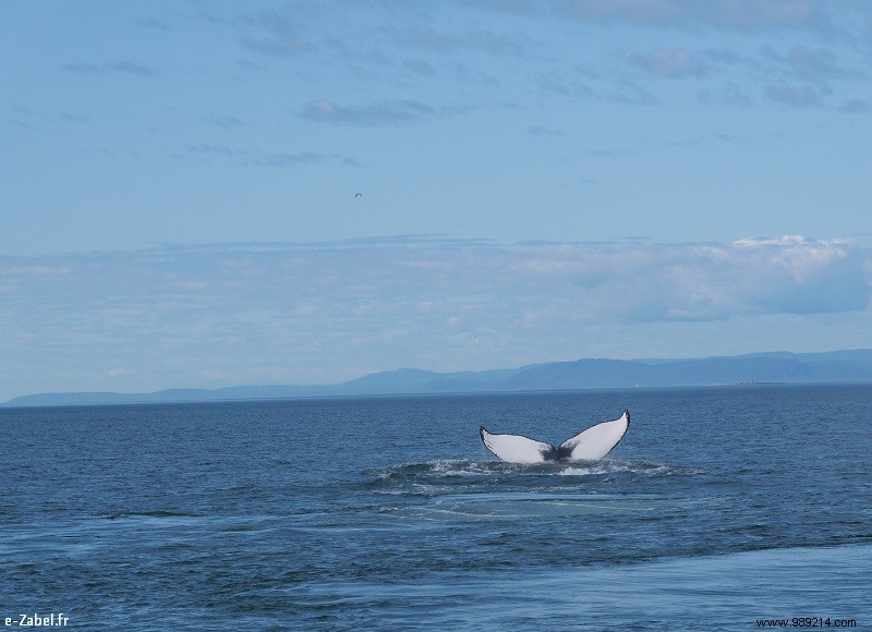 Quebec Family Road Trip Part 2: Whale Watching in Tadoussac, Saguenay Fjord, and Lac Saint-Jean