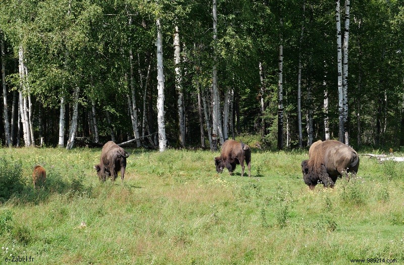 Quebec Family Road Trip Part 2: Whale Watching in Tadoussac, Saguenay Fjord, and Lac Saint-Jean