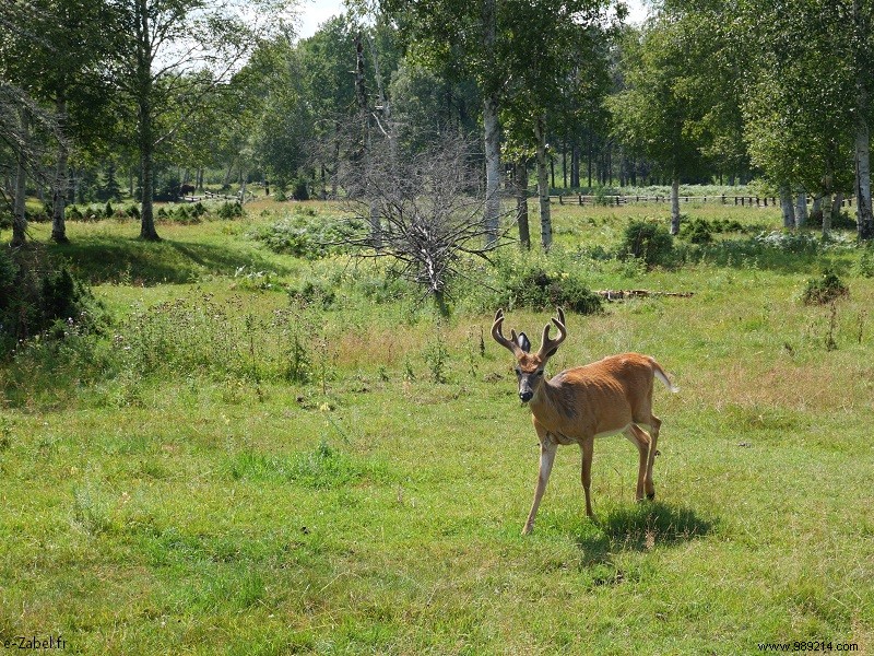 Quebec Family Road Trip Part 2: Whale Watching in Tadoussac, Saguenay Fjord, and Lac Saint-Jean