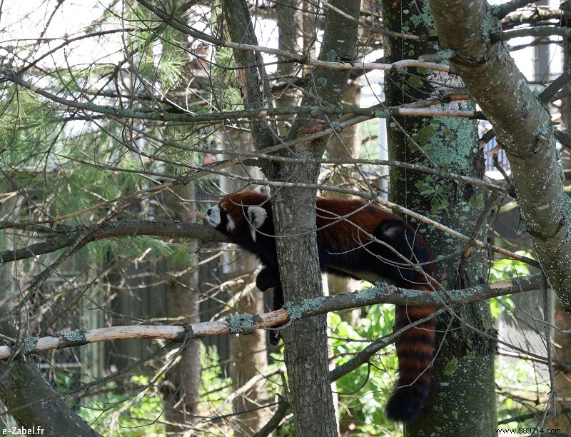 Quebec Family Road Trip Part 2: Whale Watching in Tadoussac, Saguenay Fjord, and Lac Saint-Jean