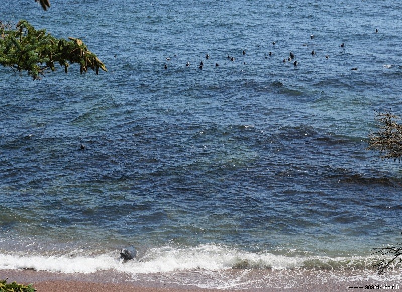 Vacances au Canada #1 : Québec et Gaspésie – Itinéraire détaillé et conseils pratiques