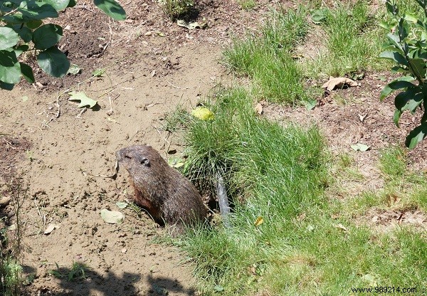 Our Family s 4-Day New York City Adventure: Insider Itinerary for Tweens and Teens