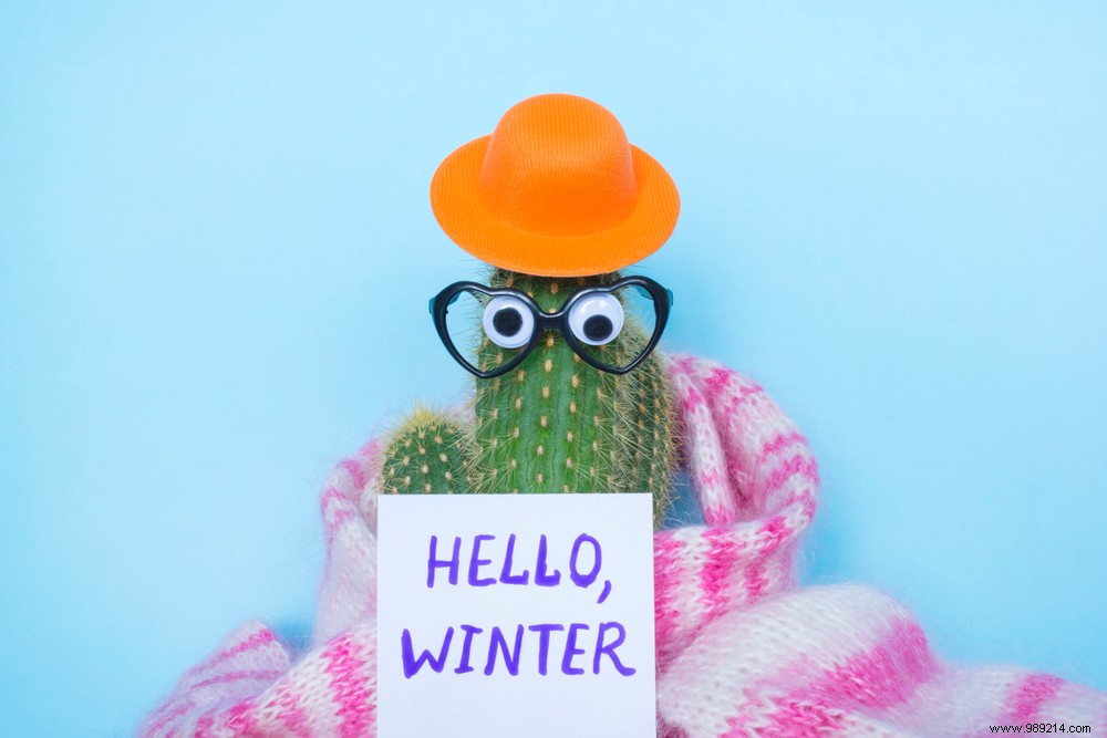 Winter-Proof Your Garden: Expert Tips for Protecting Indoor and Outdoor Plants