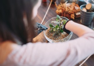DIY Guide: How to Create a Stunning Terrarium at Home – Step-by-Step