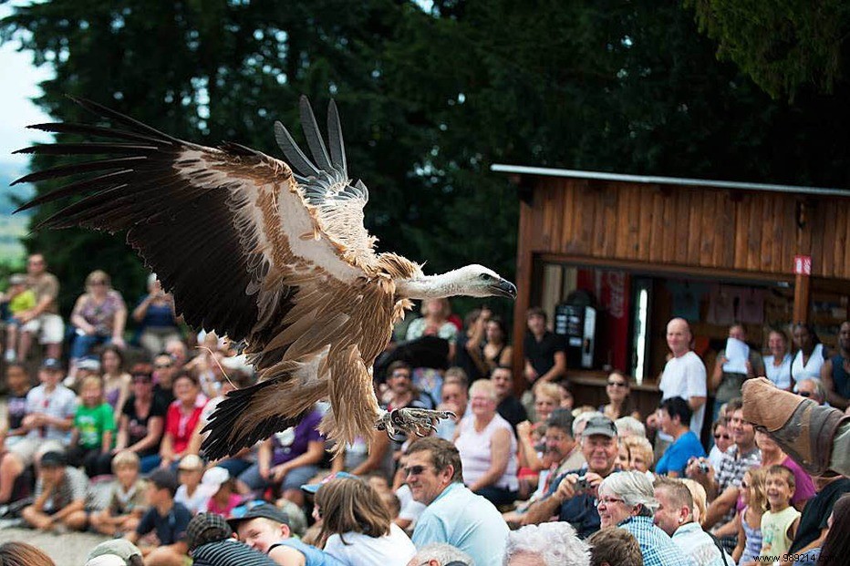 Parc de la Volerie des Aigles: Thrilling Birds of Prey Shows in Kintzheim, Alsace