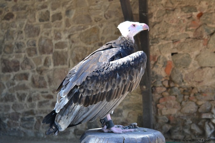 Parc de la Volerie des Aigles: Thrilling Birds of Prey Shows in Kintzheim, Alsace