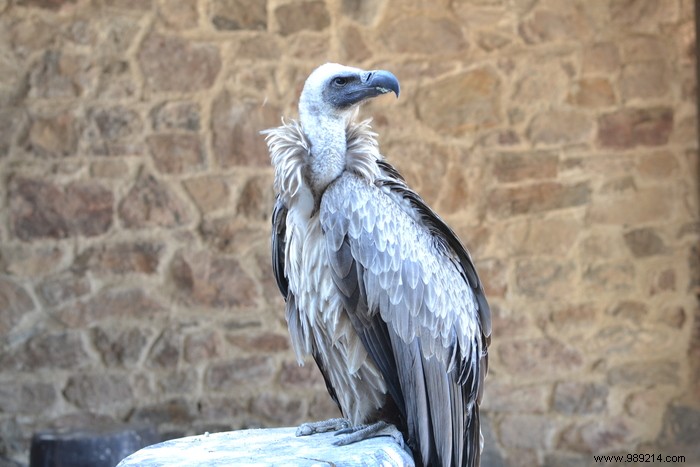 Parc de la Volerie des Aigles: Thrilling Birds of Prey Shows in Kintzheim, Alsace
