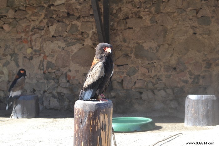 Parc de la Volerie des Aigles: Thrilling Birds of Prey Shows in Kintzheim, Alsace
