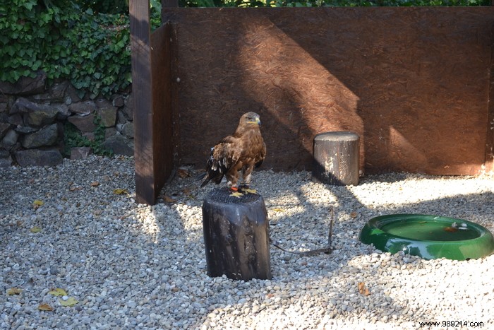 Parc de la Volerie des Aigles: Thrilling Birds of Prey Shows in Kintzheim, Alsace