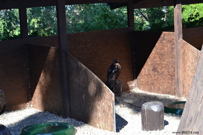 Parc de la Volerie des Aigles: Thrilling Birds of Prey Shows in Kintzheim, Alsace