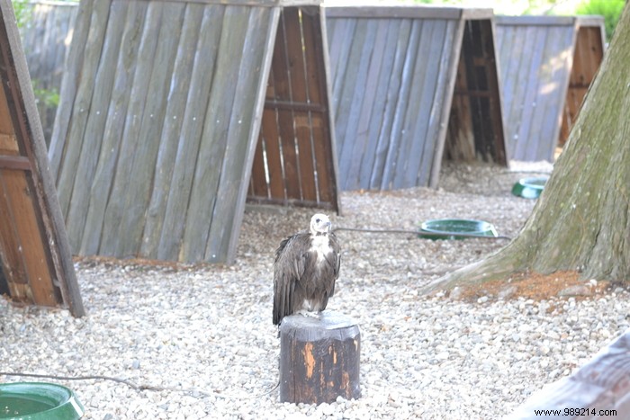 Parc de la Volerie des Aigles: Thrilling Birds of Prey Shows in Kintzheim, Alsace