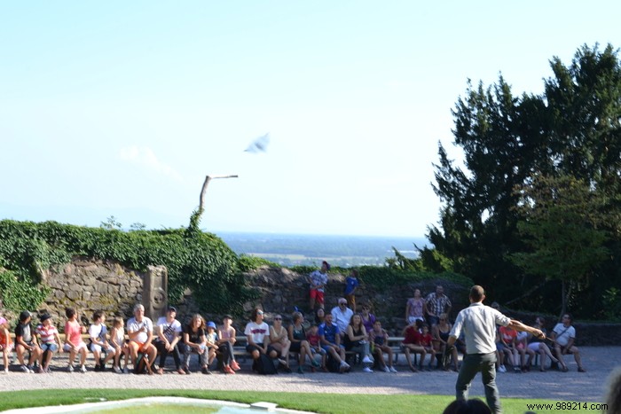 Parc de la Volerie des Aigles: Thrilling Birds of Prey Shows in Kintzheim, Alsace