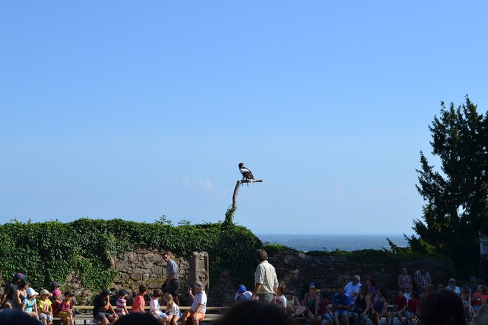 Parc de la Volerie des Aigles: Thrilling Birds of Prey Shows in Kintzheim, Alsace