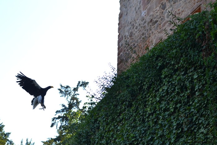 Parc de la Volerie des Aigles: Thrilling Birds of Prey Shows in Kintzheim, Alsace