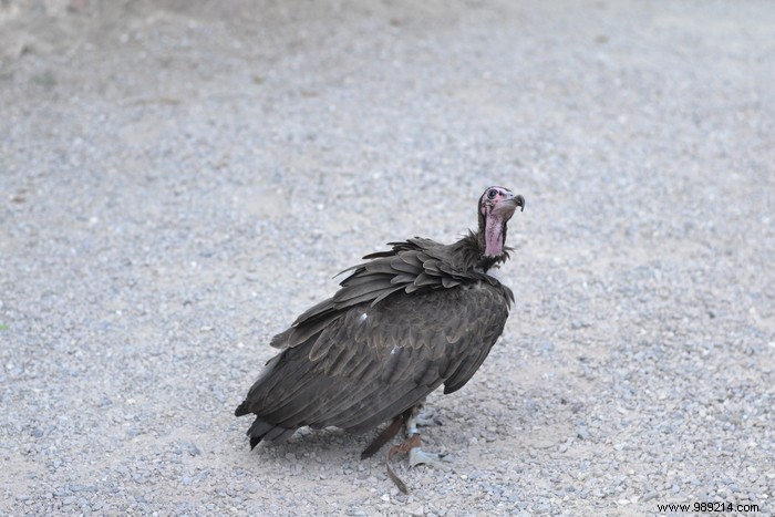 Parc de la Volerie des Aigles: Thrilling Birds of Prey Shows in Kintzheim, Alsace
