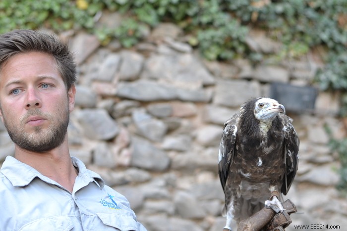 Parc de la Volerie des Aigles: Thrilling Birds of Prey Shows in Kintzheim, Alsace