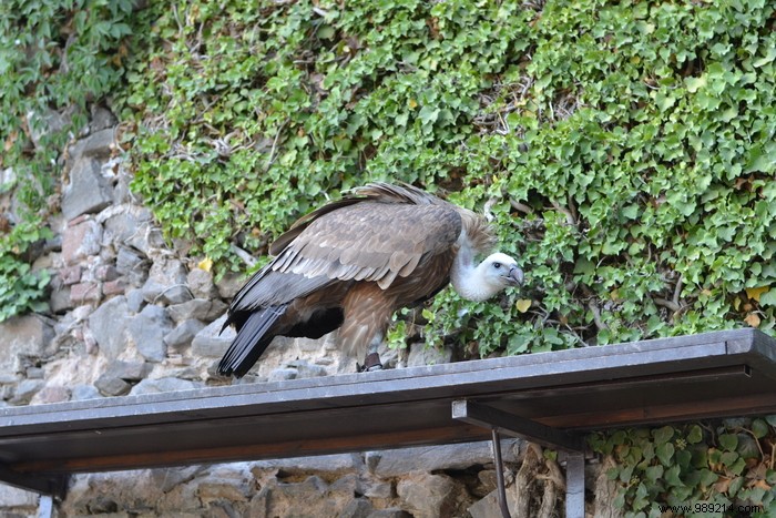 Parc de la Volerie des Aigles: Thrilling Birds of Prey Shows in Kintzheim, Alsace