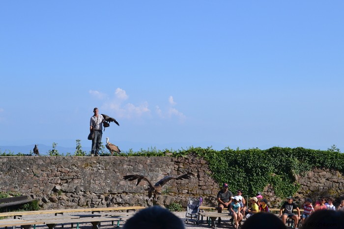 Parc de la Volerie des Aigles: Thrilling Birds of Prey Shows in Kintzheim, Alsace