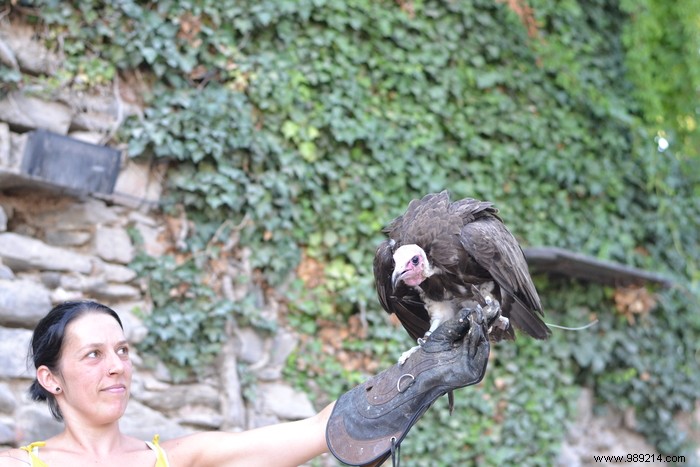 Parc de la Volerie des Aigles: Thrilling Birds of Prey Shows in Kintzheim, Alsace