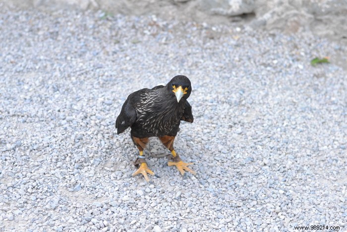 Parc de la Volerie des Aigles: Thrilling Birds of Prey Shows in Kintzheim, Alsace