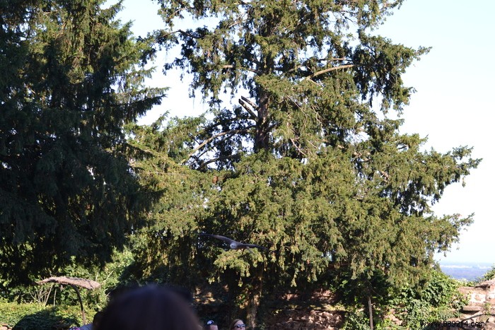 Parc de la Volerie des Aigles: Thrilling Birds of Prey Shows in Kintzheim, Alsace