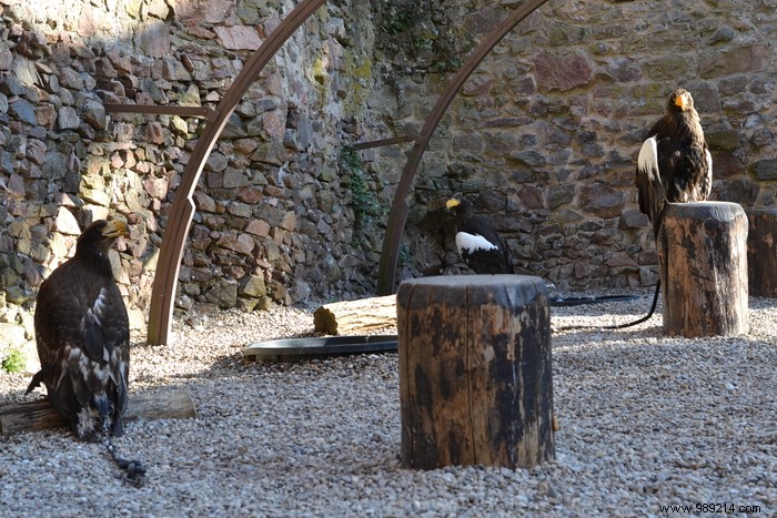 Parc de la Volerie des Aigles: Thrilling Birds of Prey Shows in Kintzheim, Alsace