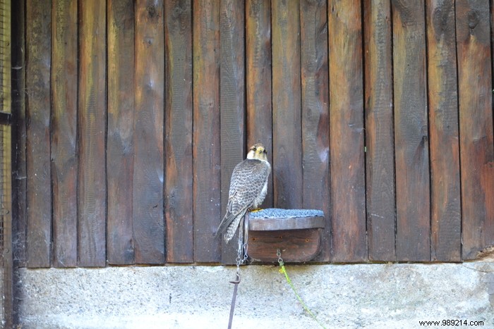 Parc de la Volerie des Aigles: Thrilling Birds of Prey Shows in Kintzheim, Alsace
