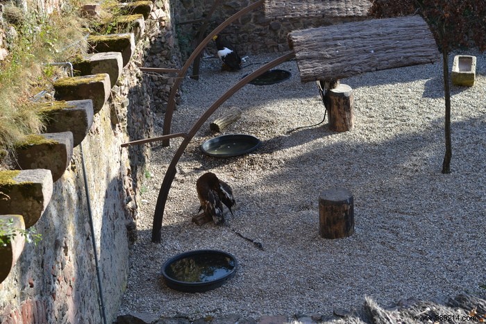 Parc de la Volerie des Aigles: Thrilling Birds of Prey Shows in Kintzheim, Alsace