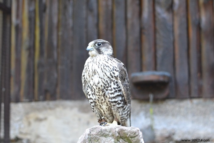 Parc de la Volerie des Aigles: Thrilling Birds of Prey Shows in Kintzheim, Alsace