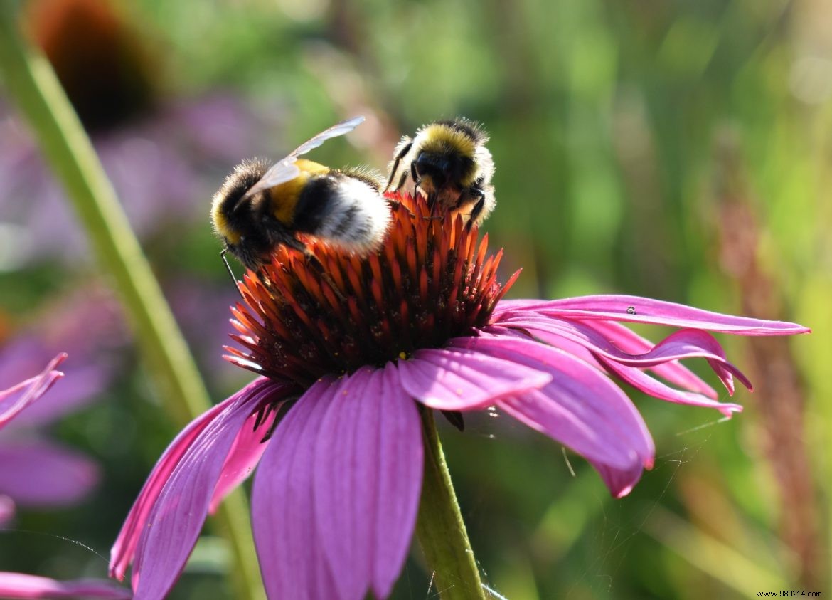 Flower Week for Bees: Sow and Plant Billions of Flowers to Support Pollinators