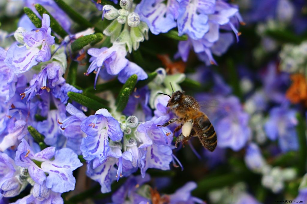 Flower Week for Bees: Sow and Plant Billions of Flowers to Support Pollinators