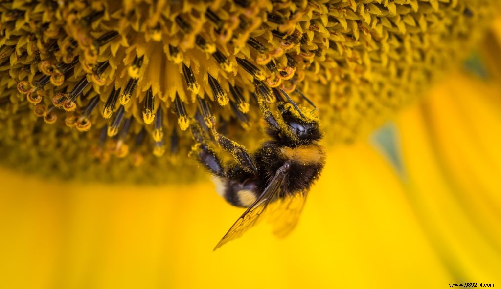 Flower Week for Bees: Sow and Plant Billions of Flowers to Support Pollinators