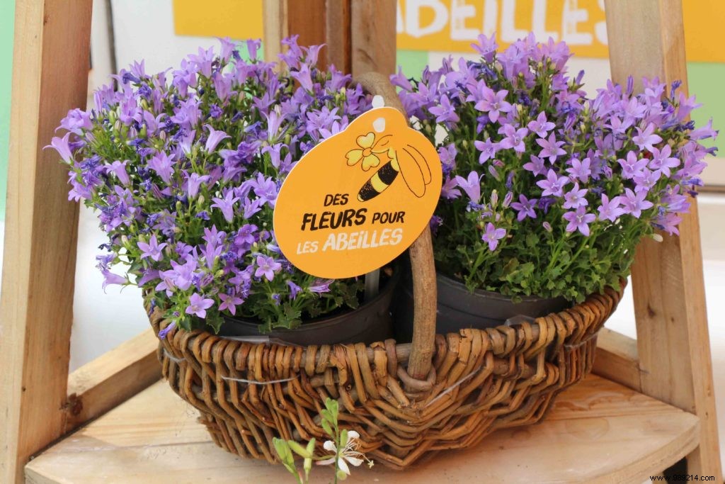 Flower Week for Bees: Sow and Plant Billions of Flowers to Support Pollinators