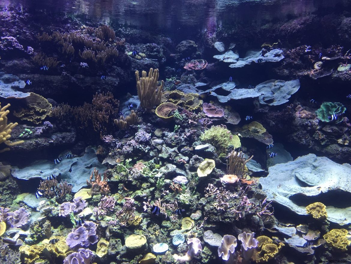 Easter Egg Hunt at Aquarium de Paris: Our Family s Honest Experience