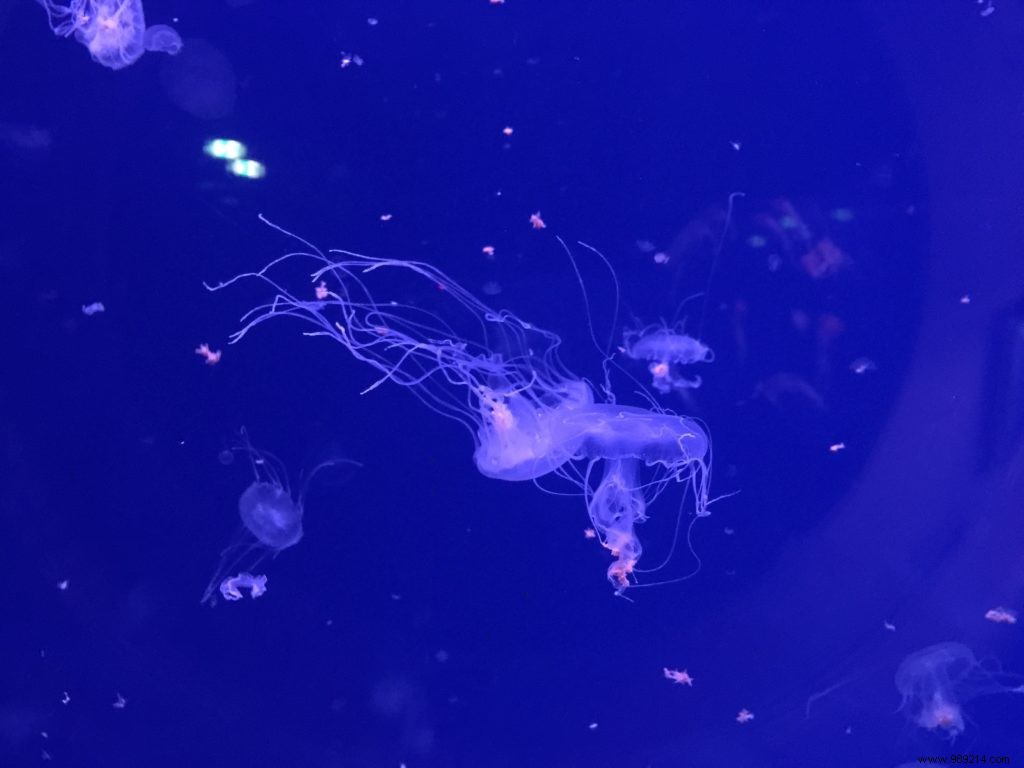 Easter Egg Hunt at Aquarium de Paris: Our Family s Honest Experience